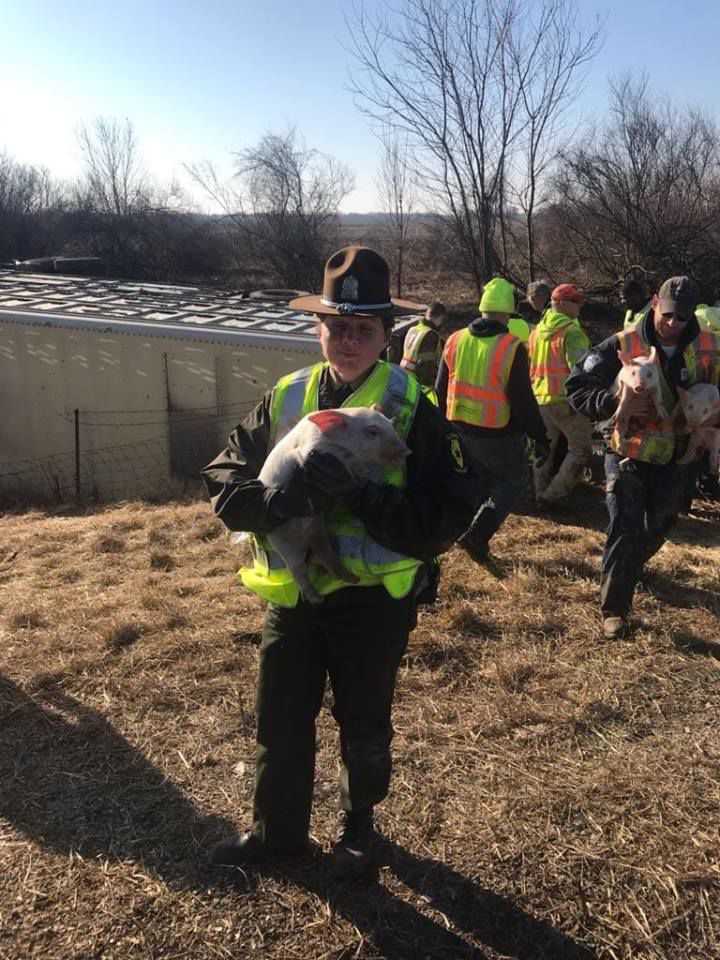Nearly 3000 small pigs were loose today, due to a live